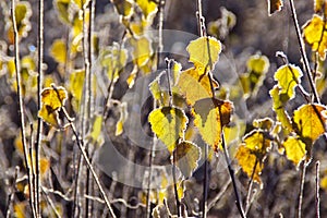 Yellow Leaves And Autumn Frost