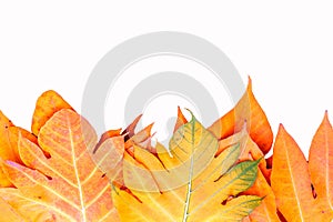 Yellow leaves autumn leaf over isolation background