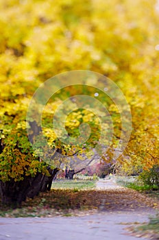 Yellow leaves in autumn park