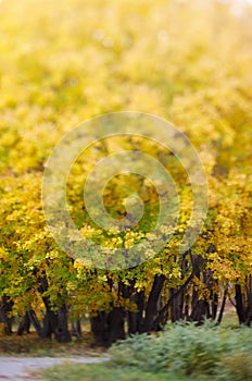 Yellow leaves in autumn park