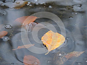 Yellow leaves in autumn pond in the park, Finland