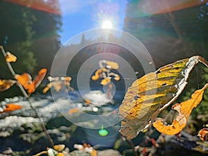 Yellow leaves in the autumn sunshine