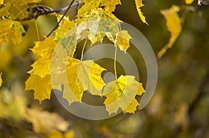 Yellow Leaves in Autunm Forest