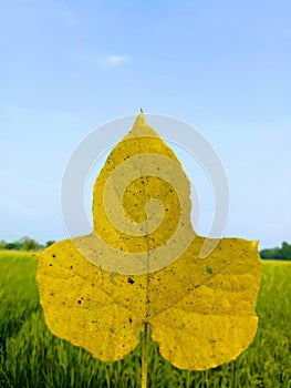 Yellow leaves on a background of blue sky, green fields and beautiful.