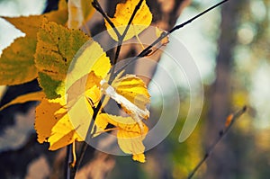 Foglie sul betulla un albero autunno foresta 