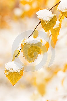 Yellow leaves of birch tree covered first snow. Winter or late autumn scene, nature frozen leaf, it is snowing