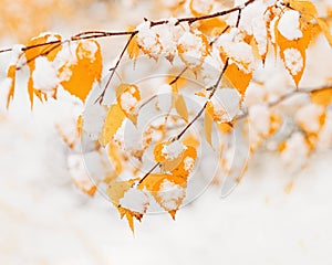 Yellow leaves of birch tree covered first snow. Winter or late autumn scene, nature frozen leaf, it is snowing