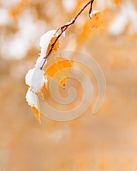 Yellow leaves of birch tree covered first snow. Winter or late autumn scene, nature frozen leaf, it is snowing