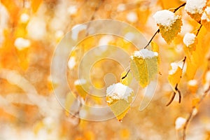 Yellow leaves of birch tree covered first snow. Winter or late autumn scene, nature frozen leaf, it is snowing