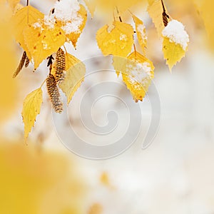 Yellow leaves of birch tree covered first snow. Winter or late autumn scene, nature frozen leaf, it is snowing