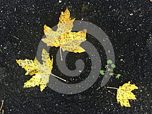 Yellow leaves on black asphalt