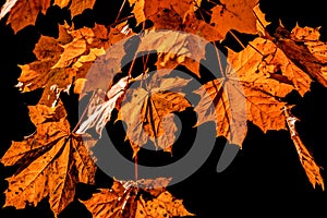 Yellow leaves on black background. Falling leaf