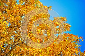 Yellow leaves and blue sky