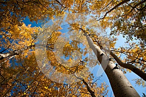 Yellow leaves and blue sky