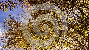 Yellow Leaves and Blue Sky
