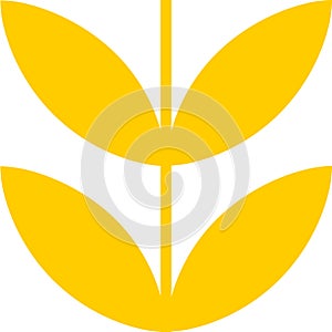 Yellow leaves on a branch. Plant element on white background isolated. four grains of rice or wheat.