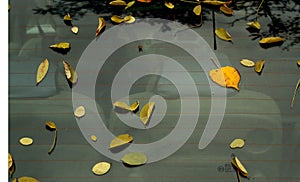 Yellow leaves on car surface