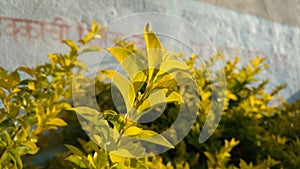 Yellow leaves choisya ternata sundance in bright light