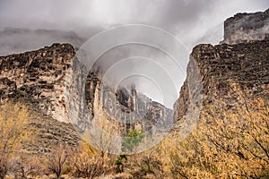 Yellow Leaves Cling to Trees in Big bend National Park