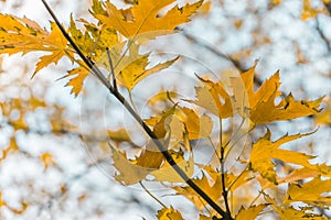 yellow leaves close-up maple macro bokeh background outdoor