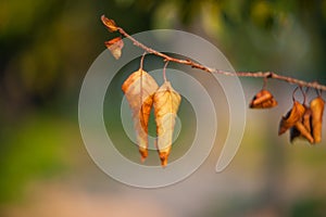 Yellow leaves close up in nature, approaching autumn, nature fades. Autumn in the park: golden birch tree leaves in the sunlight