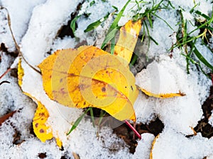 Yellow leaves close up in snowy grass in autumn