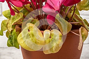 Yellow leaves on a cyclamen plant, closeup. Mistake people make with indoor plant care and growing houseplants photo