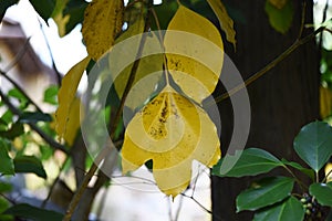 Yellow leaves of Dendropanax trifidus.