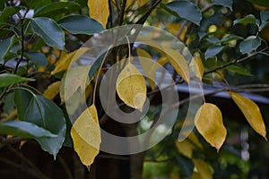 Yellow leaves of Dendropanax trifidus. photo