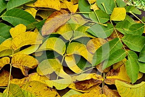 Yellow leaves from different trees.