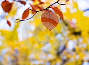 Yellow leaves, fall colors in a park in the city of Donostia, Euskadi