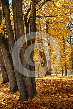 Yellow leaves fall to the in the autumn