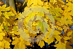 Yellow leaves of field maple Acer campestre L.. Fall