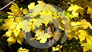 Yellow leaves of field maple rustle in the wind and the last hoverfly flies flying from leaf to leaf