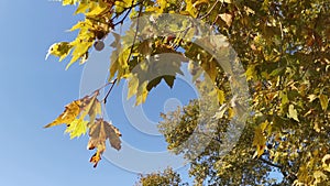 The yellow leaves flutter slowly in the wind. Autumn natural background with clear blue sky.