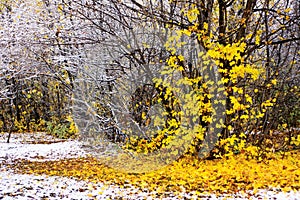 The yellow leaves of the flying maple tree lie on the first snow