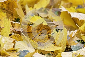 Yellow leaves on forest floor, on sunny autumn day