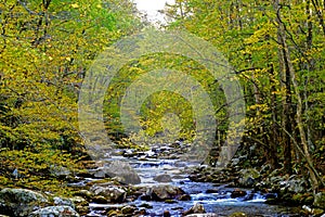 Yellow leaves frame a small mountain stream.