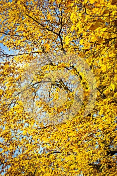 Yellow leaves from a genus tilia