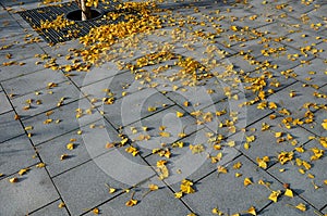 Yellow leaves of a gingko biloba tree fallen on the ground. gray granite paving covered with a layer of ginkgo leaves. the tree is