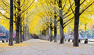 Yellow Leaves of Ginkgo in Autumn at at Nami Island South korea