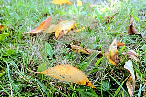 Yellow leaves on the grass, autumn time, nature background, seasonality photo