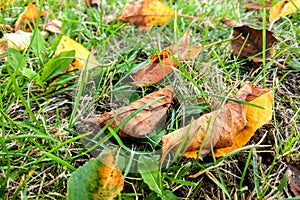 Yellow leaves on the grass, autumn time, nature background, seasonality photo