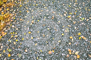 Yellow leaves on the gravel path