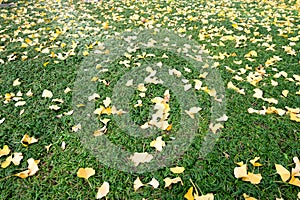 Yellow leaves on green grass. Background and texture. Selective