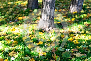 Yellow leaves on green grass in the park. Photo in very strong out of focus to use bokeh simulation