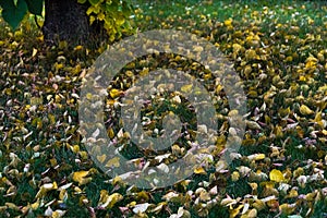 Yellow leaves on green grass after rain