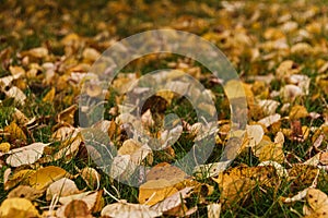 Yellow leaves on green grass after rain. Autumn weather