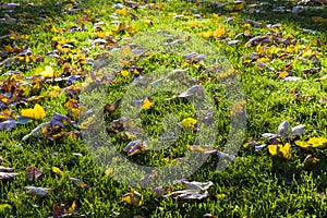 Yellow leaves on the green grass, sunlight and bright, autumn background