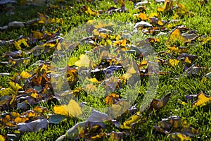 Yellow leaves on the green grass, sunlight and bright, autumn background
